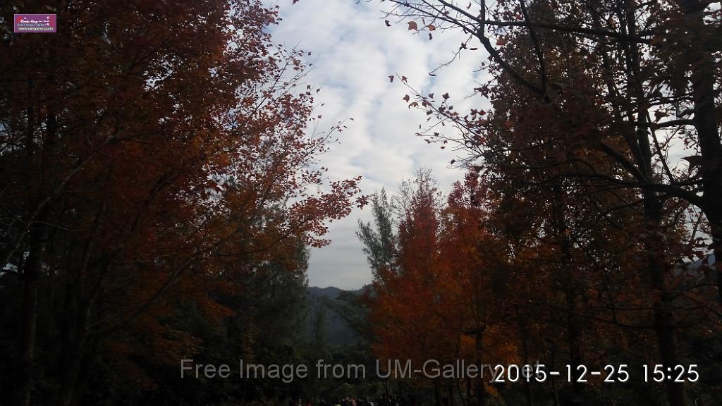 20151225red leaves-IMG_152530.jpg